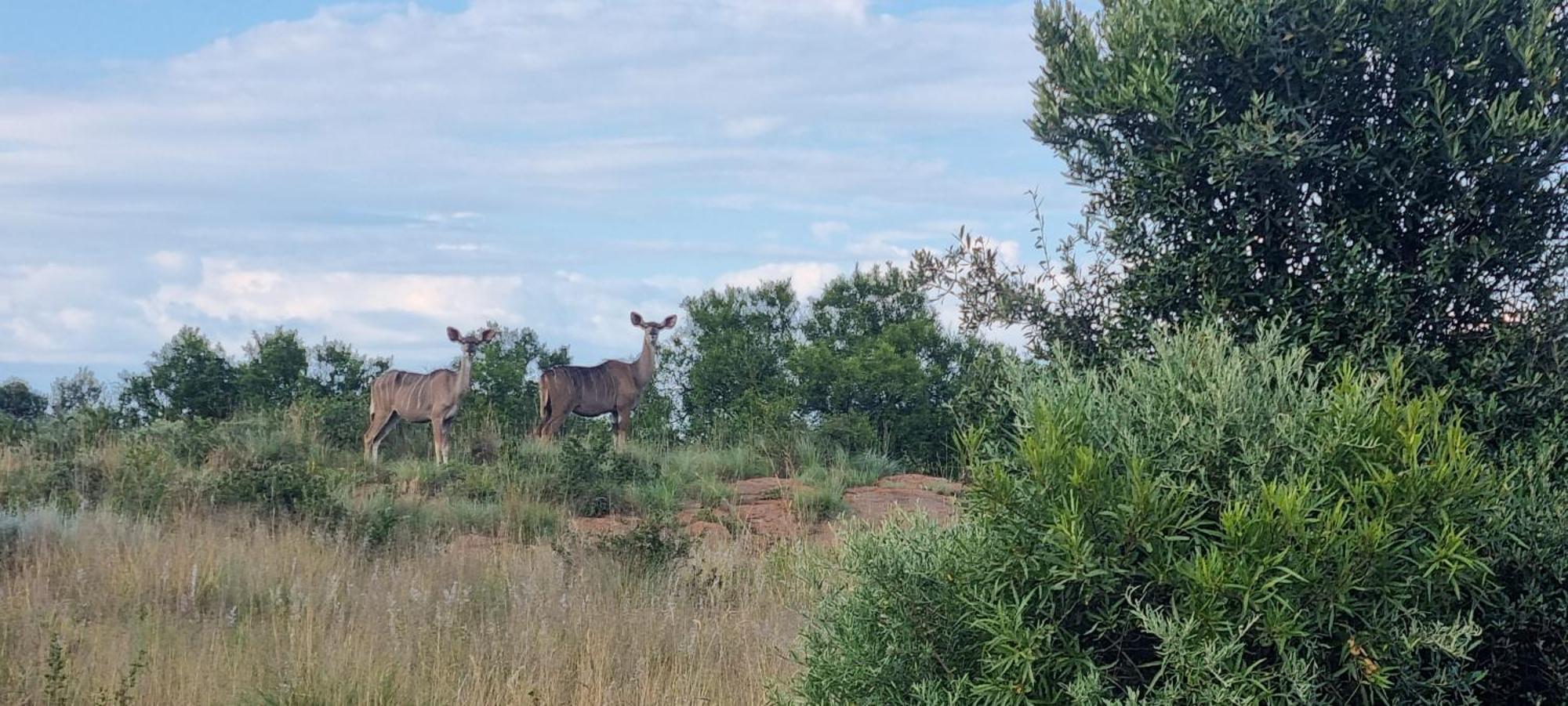 Kareekloof Game Farm Villa Derby Kültér fotó